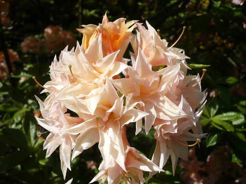 2009-05-19, Rhododendron (5).JPG